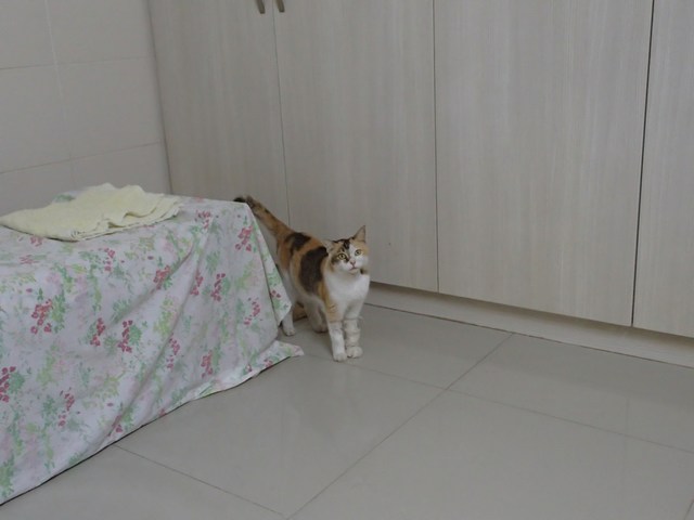 mini-P2190652