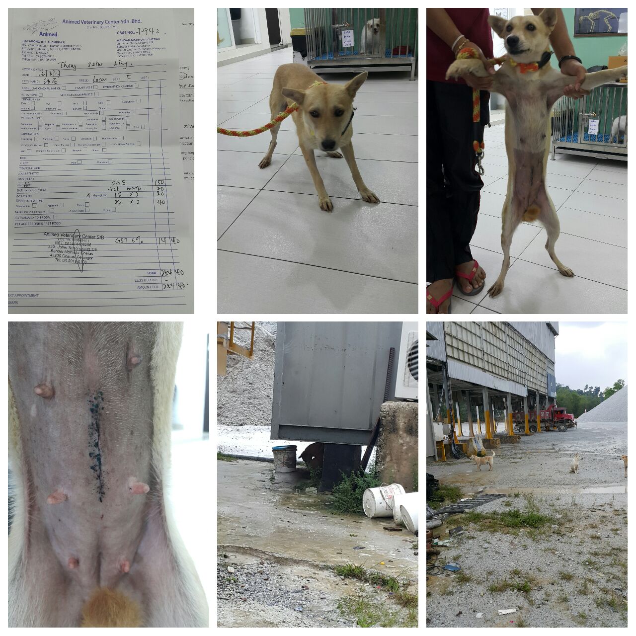 1 Sample DOG