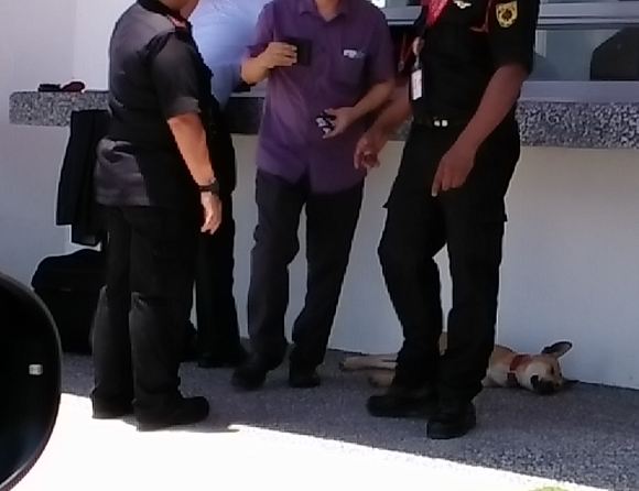 alpha