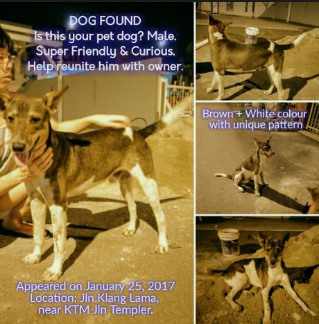 dog found