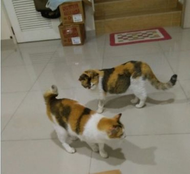 mini-Capture