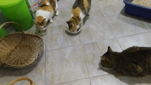 mini-IMG20170228194746