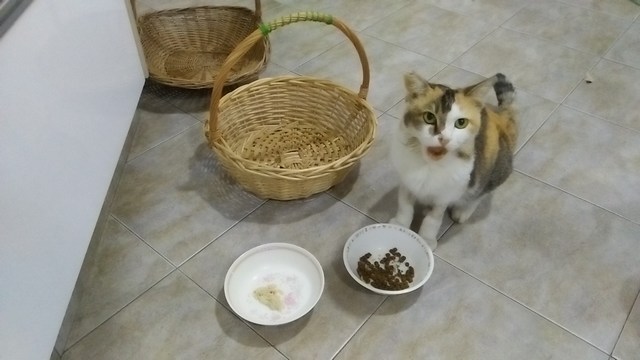 mini-IMG20170302055553