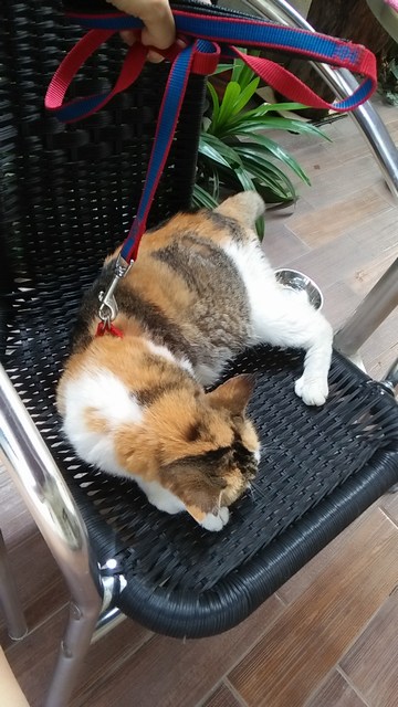 mini-IMG20170315145014