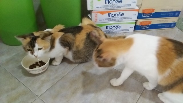 mini-IMG20170324181049