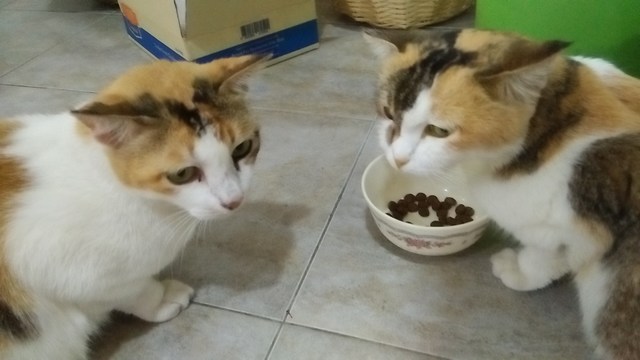 mini-IMG20170324181127