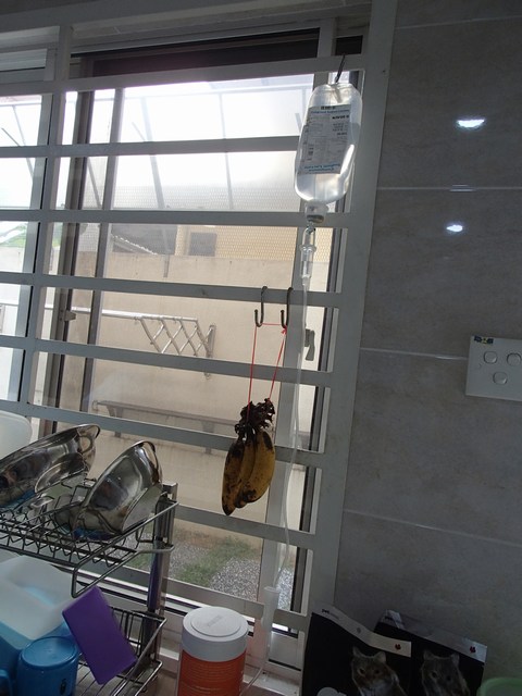 mini-P3150753