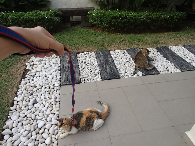 mini-P3170743 (2)