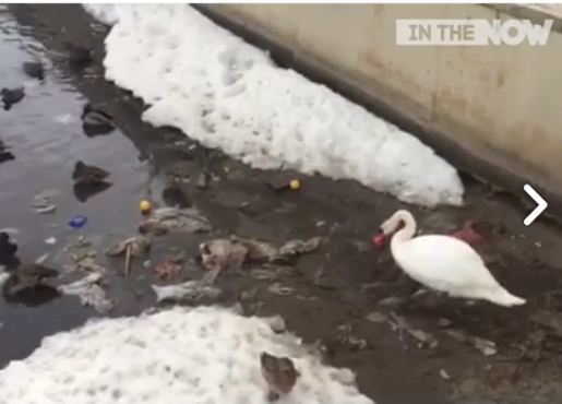 swan