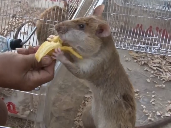 Hero rats in Cambodia - AnimalCare