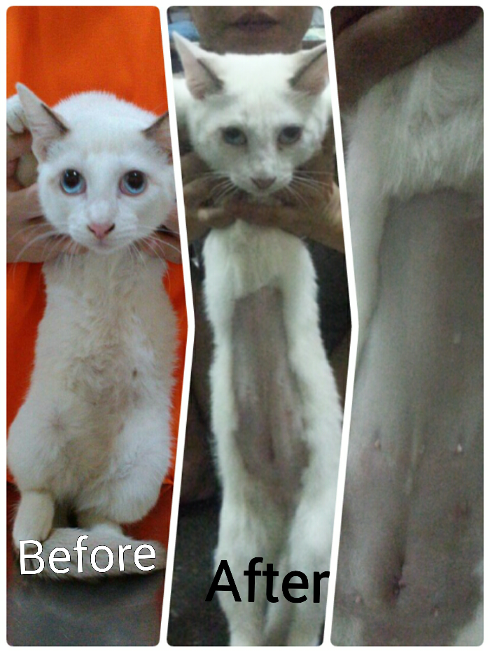 Neutering aid for 1 cat in Selayang (Wong Lai Kuan's) - AnimalCare