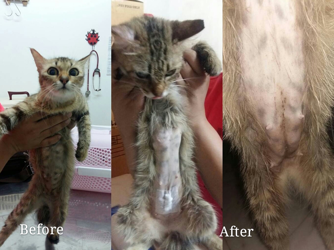 Neutering aid for 2 cats in Selayang (Wong Lai Kuan's) - AnimalCare