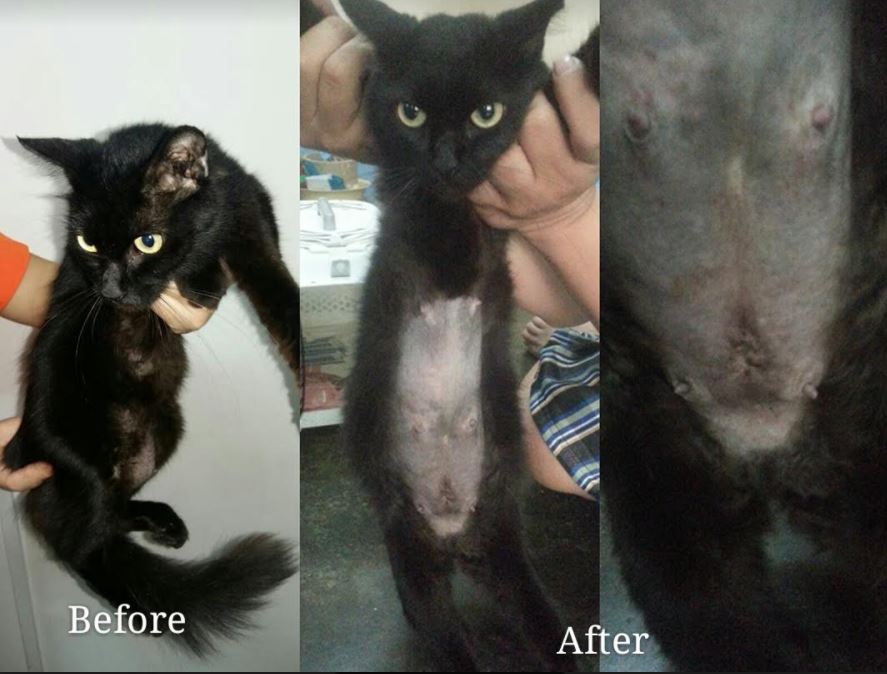 Neutering aid for 1 cat in Selayang (Wong Lai Kuan's) - AnimalCare