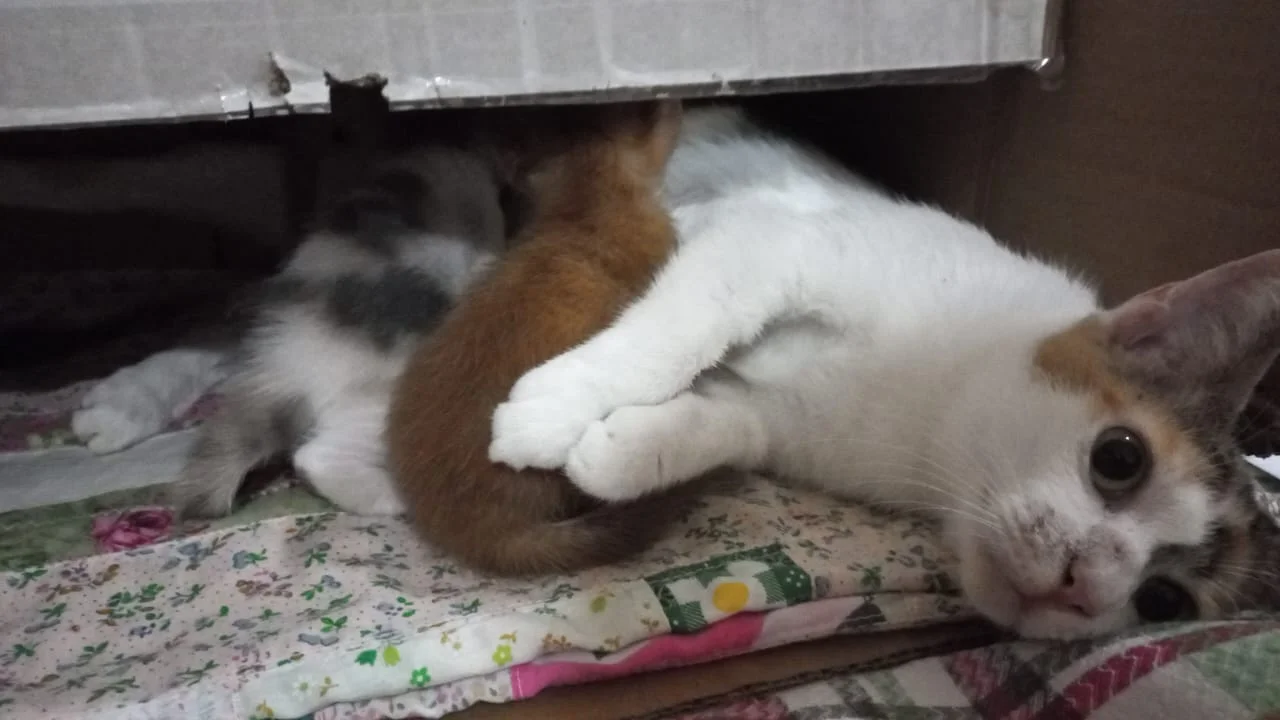 Samantha has lesions around her nose - Cryptococcosis? - AnimalCare