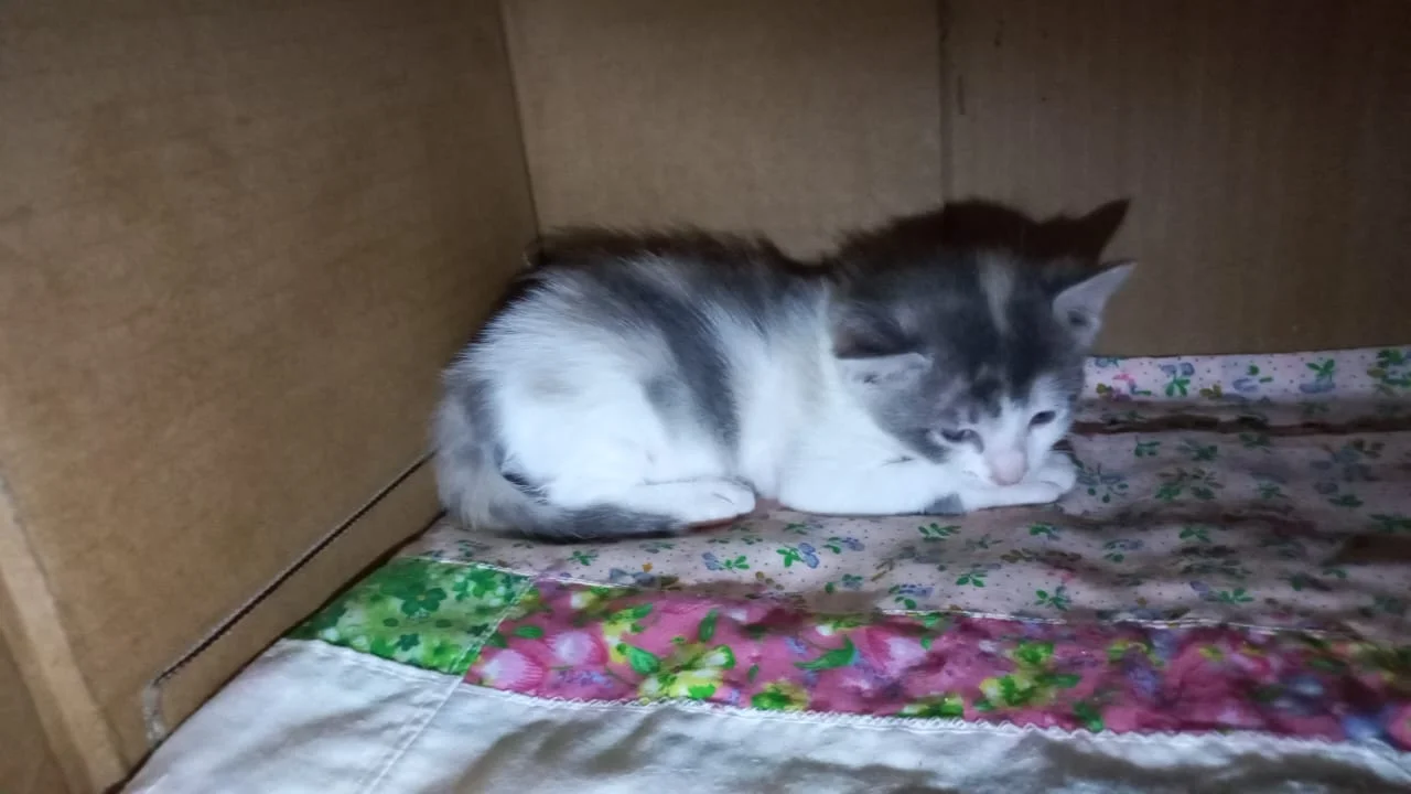 Samantha has lesions around her nose - Cryptococcosis? - AnimalCare