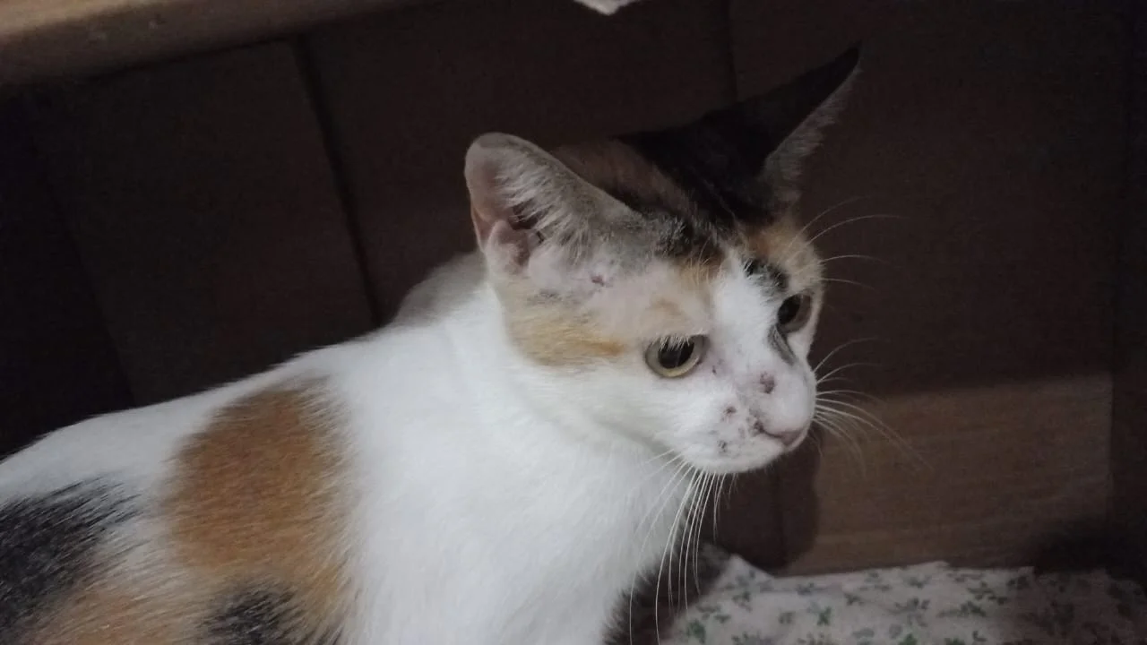 Samantha has lesions around her nose - Cryptococcosis? - AnimalCare